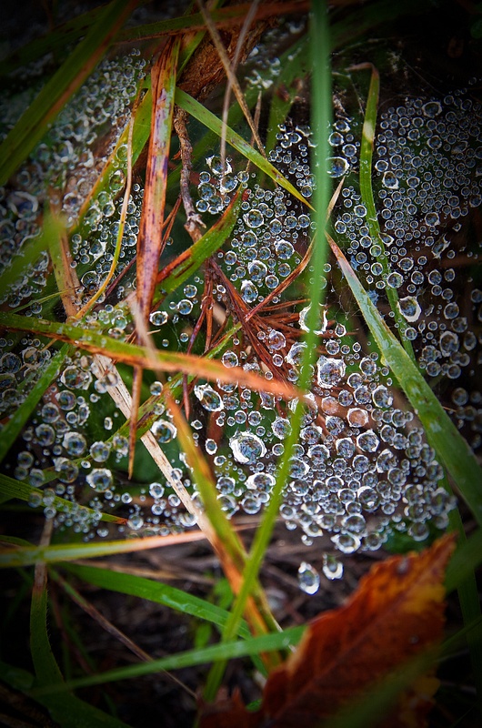 IMGP3222-2.jpg