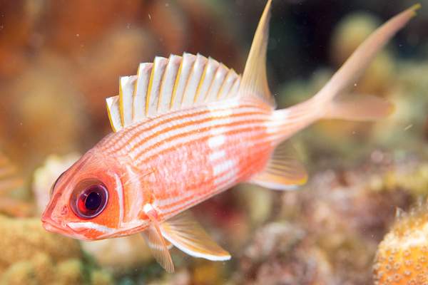 2015mar dominica dive 5: scotts head dropoff